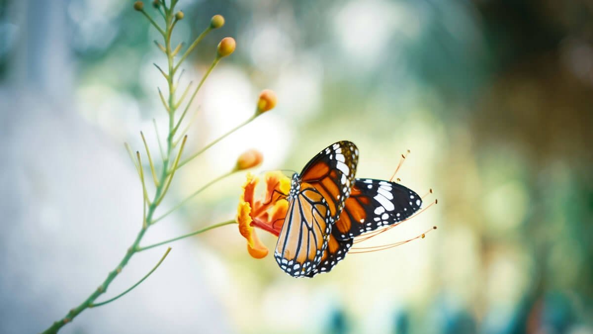 Borboleta e Reencarnação: O Ciclo da Vida e da Transformação