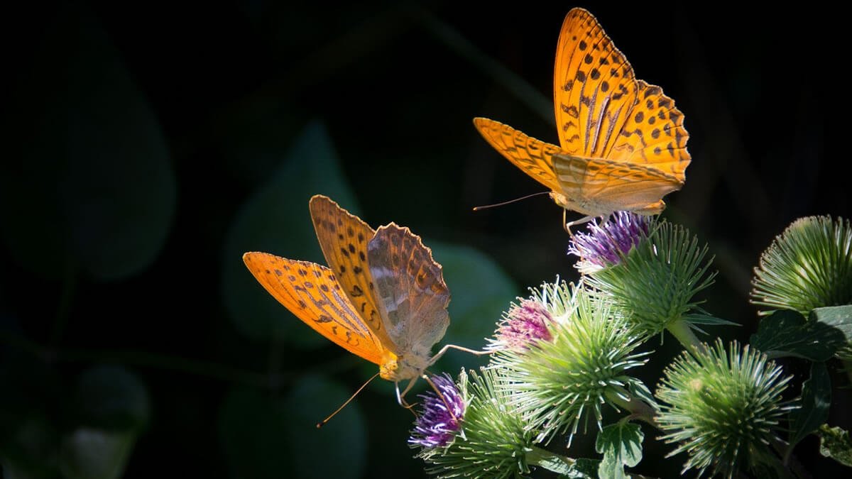 Borboleta e Reencarnação: O Ciclo da Vida e da Transformação