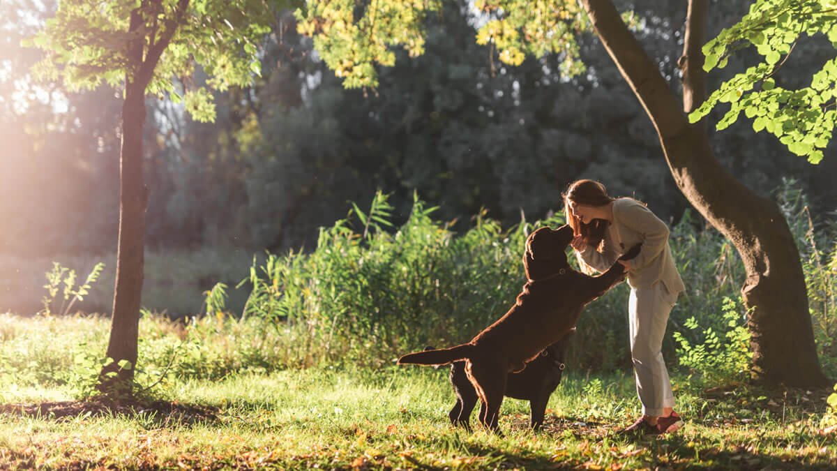 Reencarnação Animal: Será Que Seu Cachorro Pode Voltar em Outra Vida?