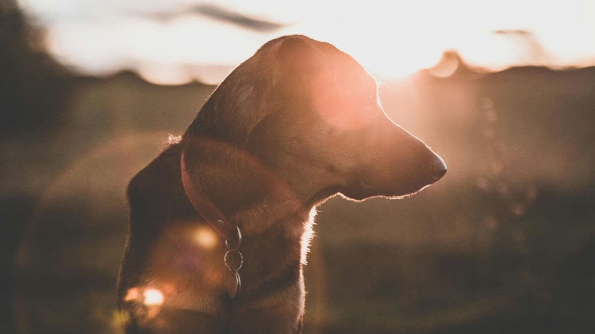 Reencarnação de Cachorro Quanto Tempo