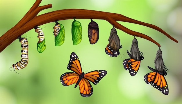 Natureza e Reencarnação