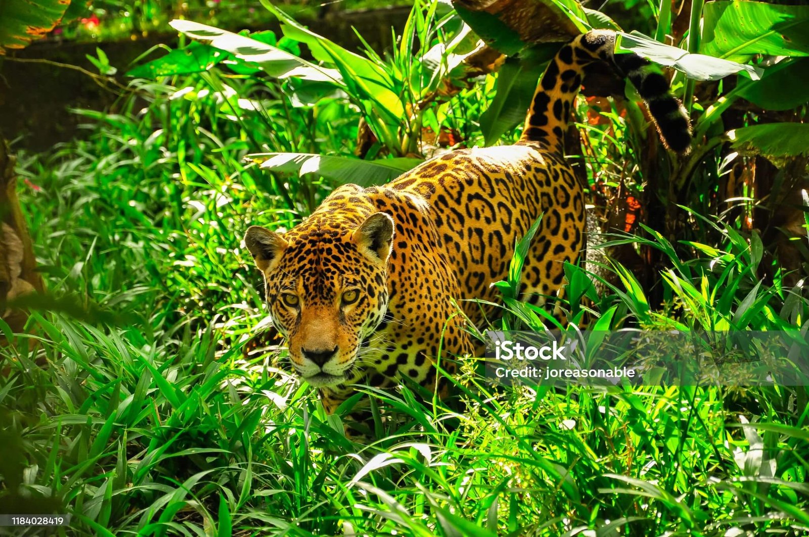 animais e a natureza