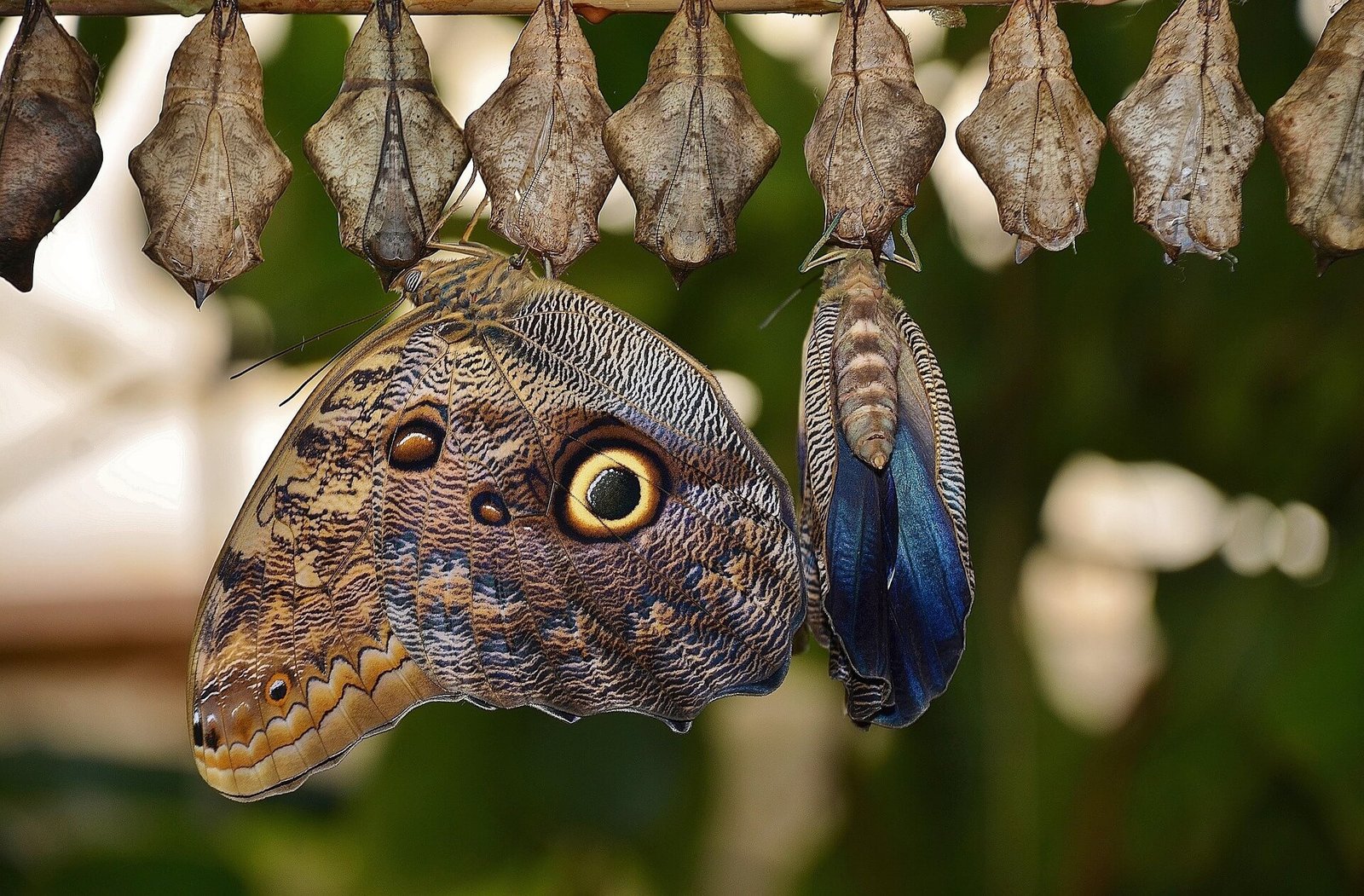 Natureza, Animais e Espiritualidade: A Alma em Harmonia